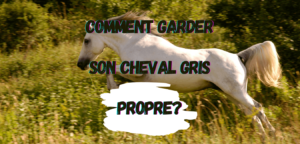 Lire la suite à propos de l’article Comment Garder son Cheval Gris Propre?