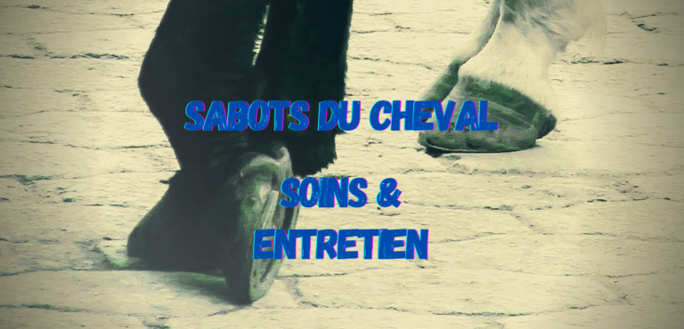 Lire la suite à propos de l’article Sabots du Cheval : Soins et Entretien