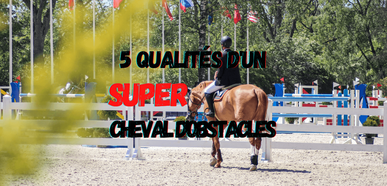 You are currently viewing 5 Qualités d’un (Super) Cheval d’Obstacle