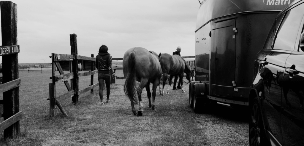 transport de chevaux