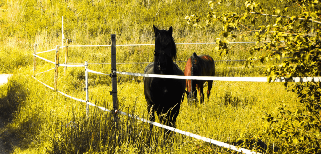 chevaux en prairie