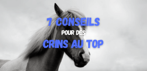 Lire la suite à propos de l’article 7 Conseils pour des Crins de Chevaux au TOP