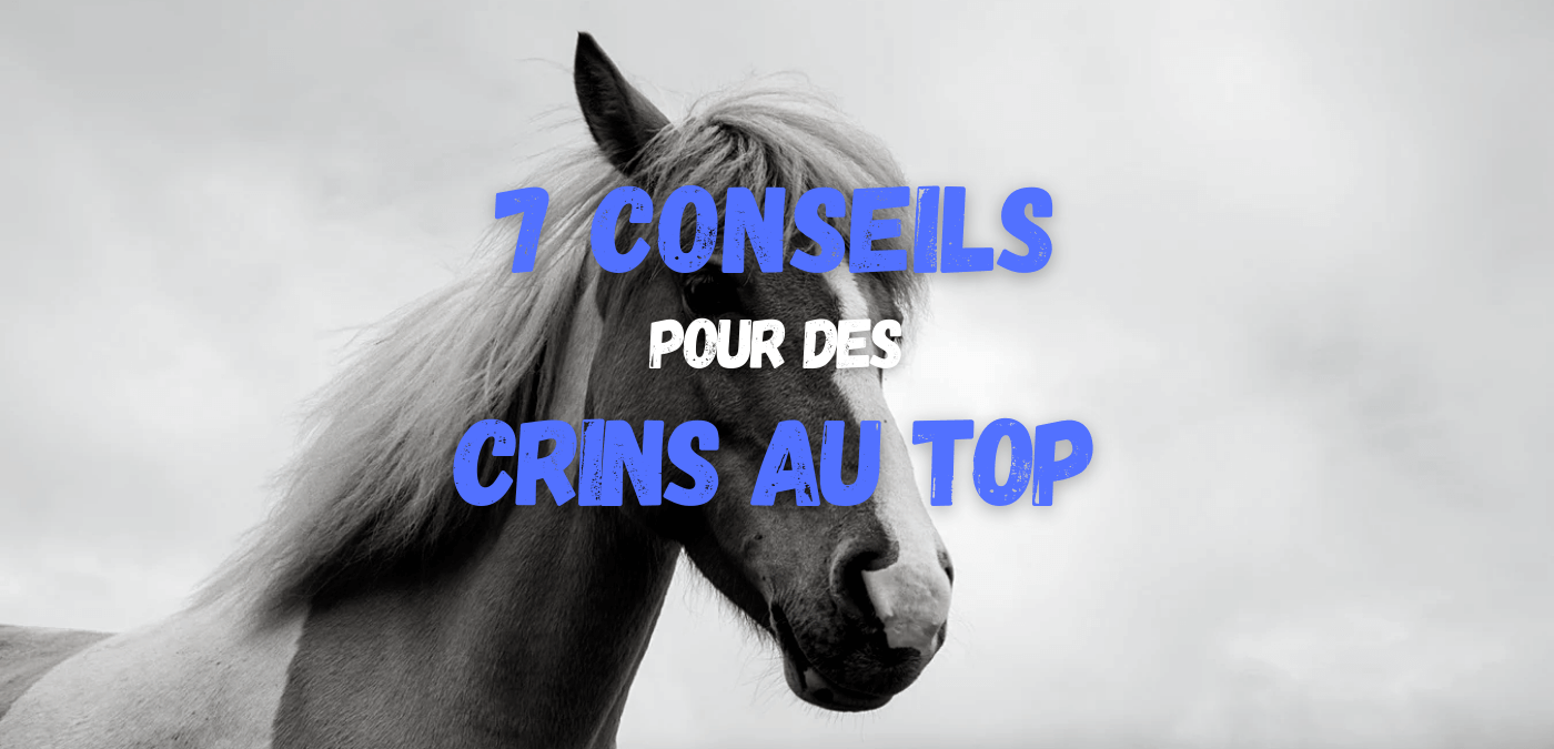 You are currently viewing 7 Conseils pour des Crins de Chevaux au TOP