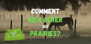 Lire la suite à propos de l’article Comment Bien Gérer ses Prairies?