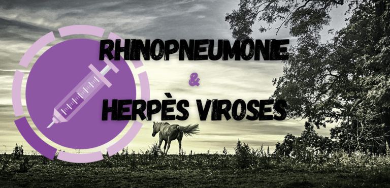 Lire la suite à propos de l’article Rhinopneumonie et Herpès Viroses