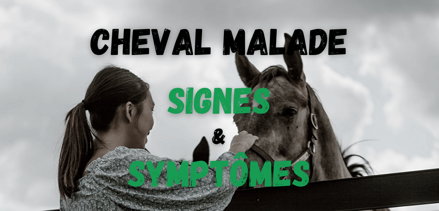 You are currently viewing Cheval Malade, Signes et Symptômes