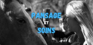 Lire la suite à propos de l’article Toilettage et soins aux chevaux
