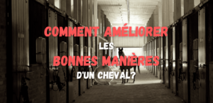 Lire la suite à propos de l’article Comment améliorer les bonnes manières de mon cheval?