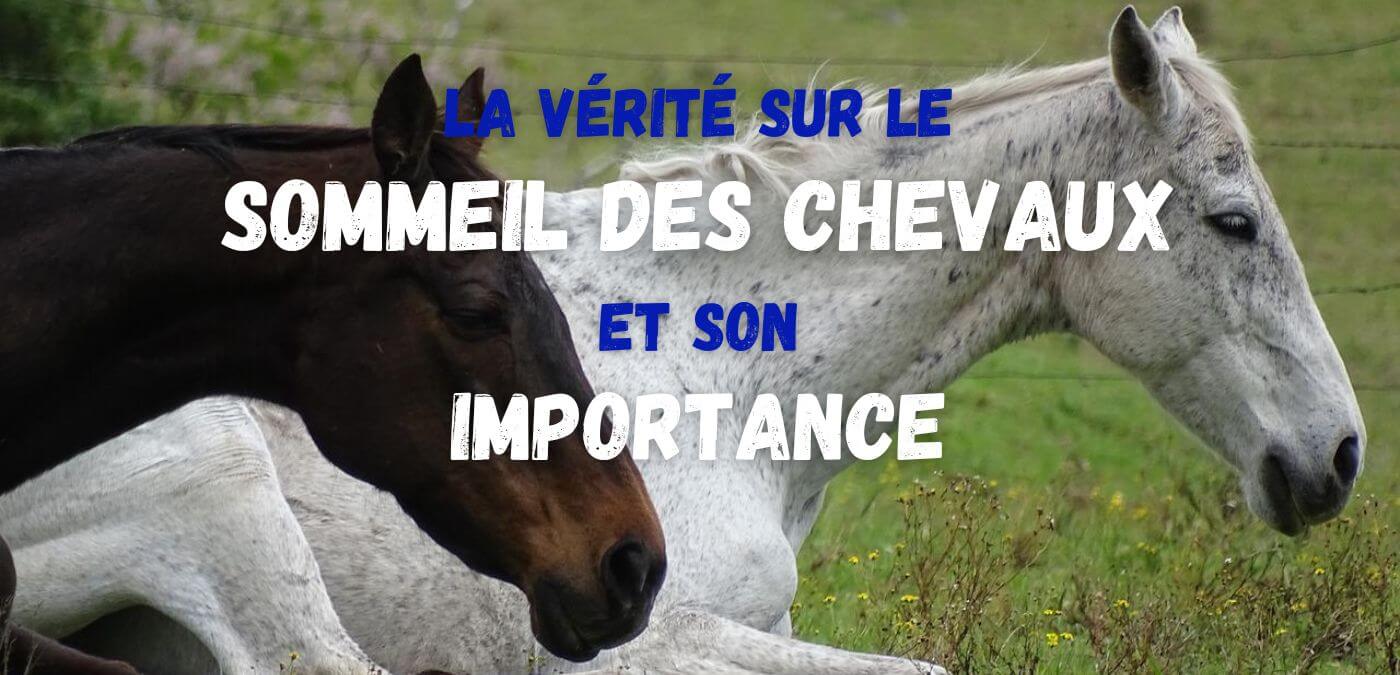 You are currently viewing La vérité sur le sommeil des chevaux et son importance