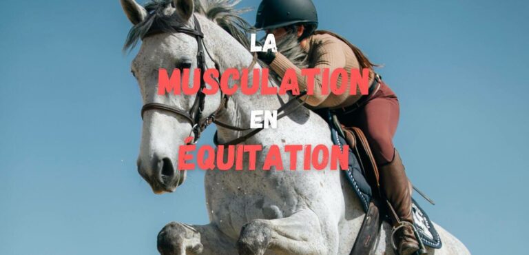 Lire la suite à propos de l’article La musculation pour améliorer ses performances en équitation