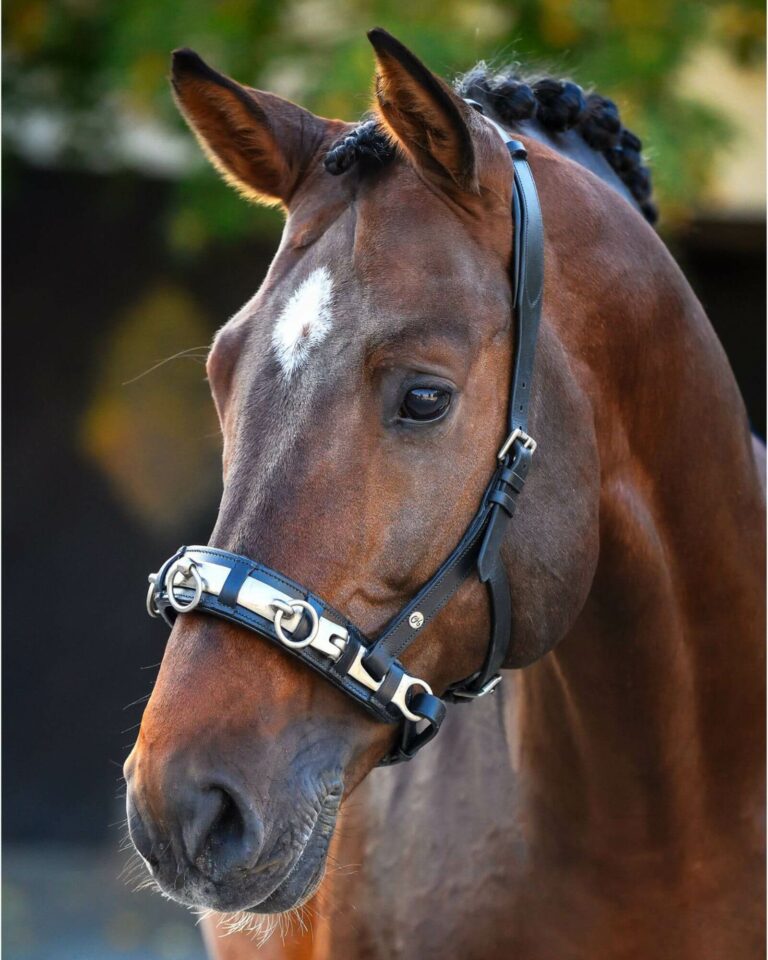 Canter - Martingale Howlett Marron - Marron/ Cheval - Matériel équestre Canter - Martingale Howlett Marron - Marron/ Cheval - Matériel équestre