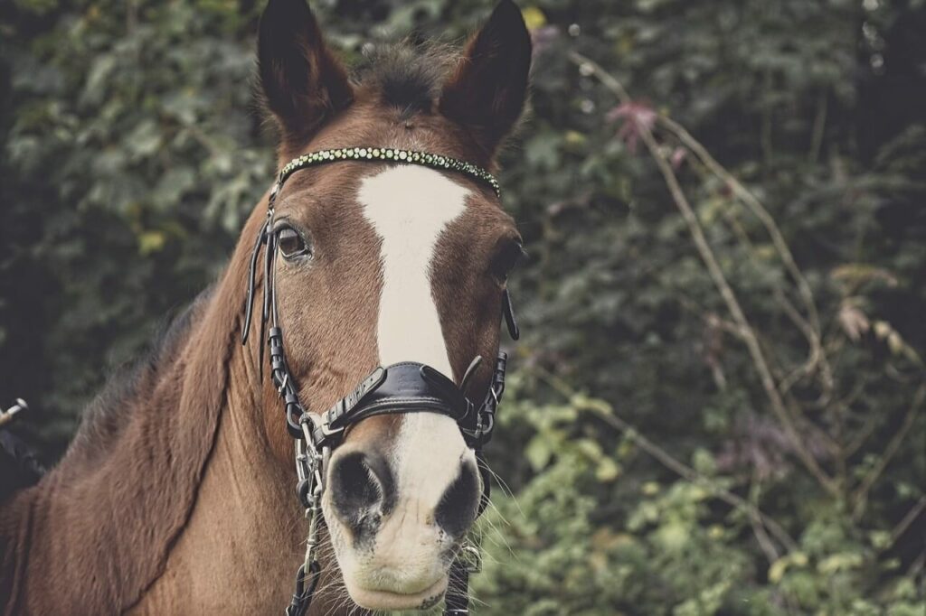 Bride Breaking Hackamore Pour Chevaux - Doublée Et Cousue - Neuve