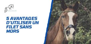 Lire la suite à propos de l’article 5 avantages d’utiliser un filet sans mors pour son cheval