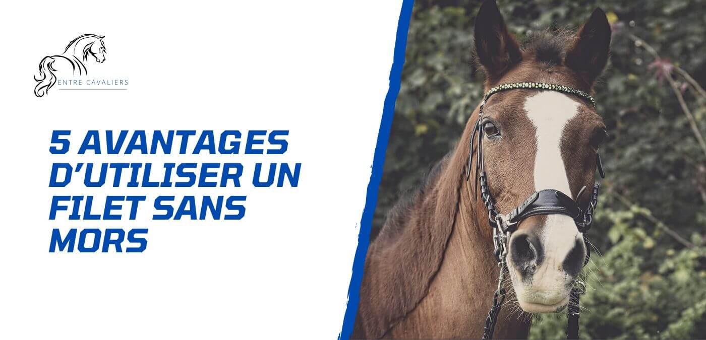 You are currently viewing 5 avantages d’utiliser un filet sans mors pour son cheval