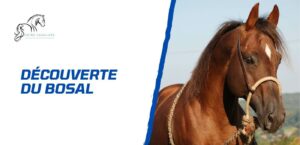 Lire la suite à propos de l’article Découverte du bosal cheval – Une approche douce de l’équitation