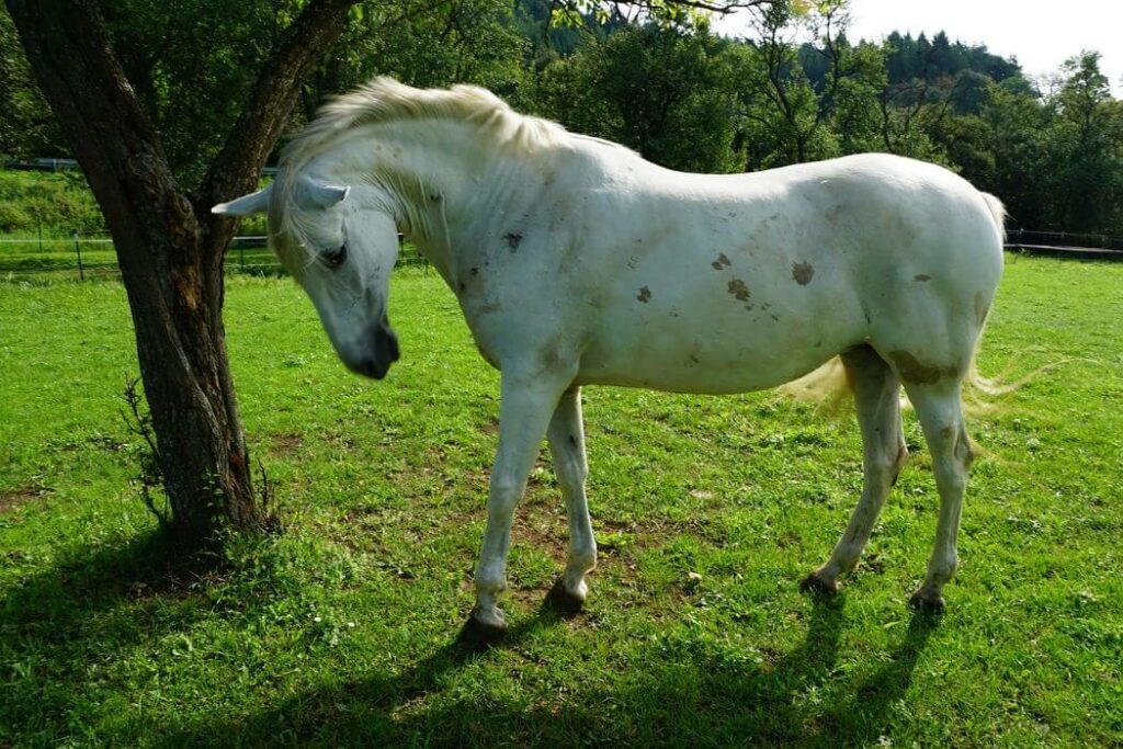 ataxie chevaux