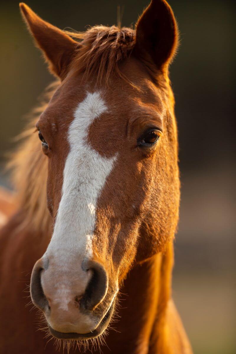 sarcoïde cheval