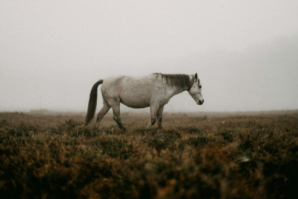 cheval ataxique