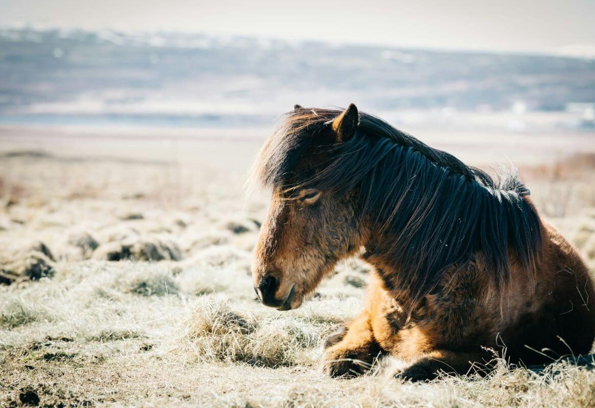 gourme cheval