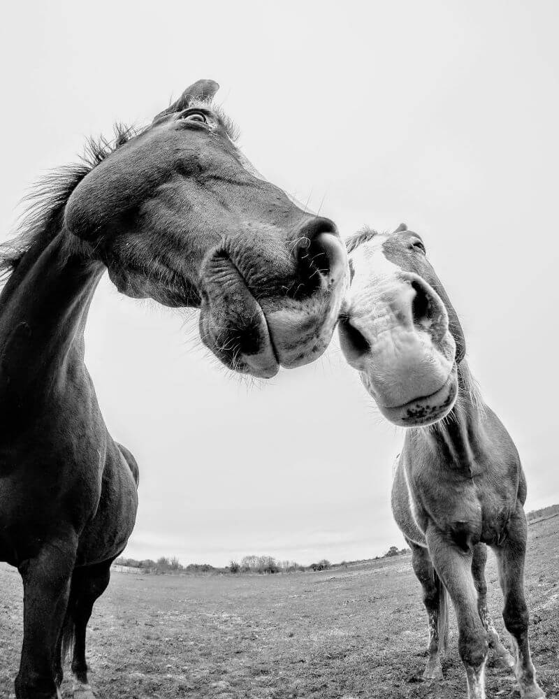 sarcoïdes chevaux