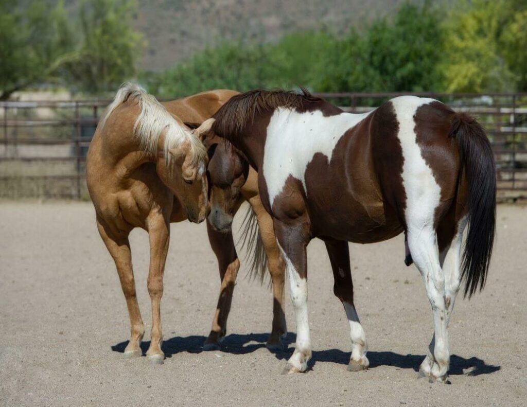 chevaux en liberté