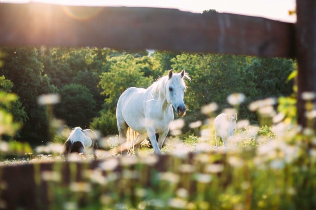 arthrose cheval en prairie