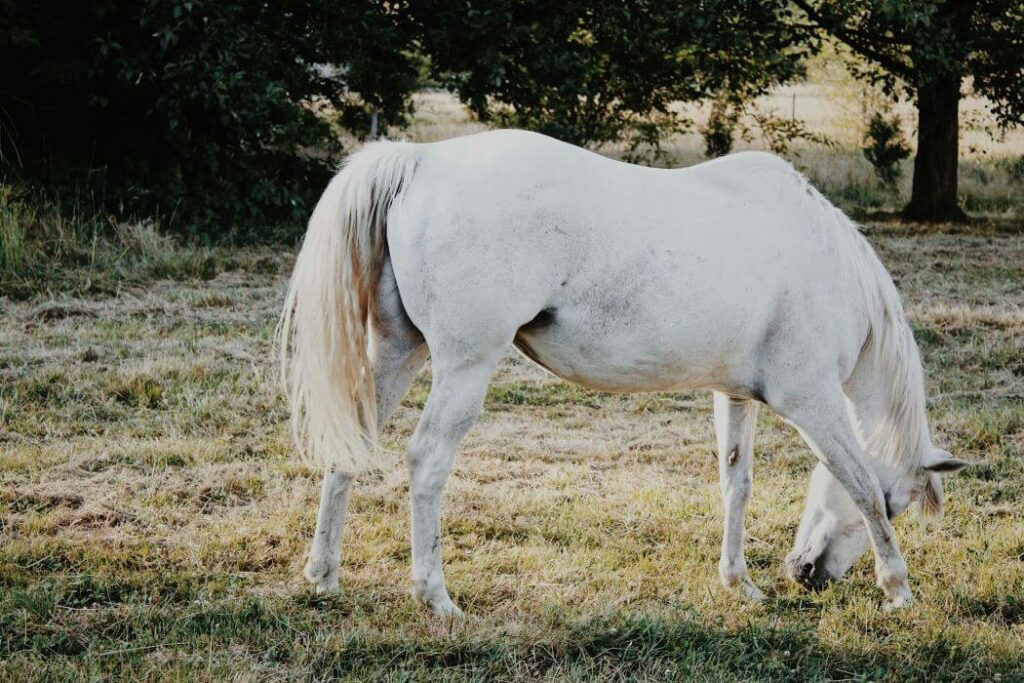 dermite cheval