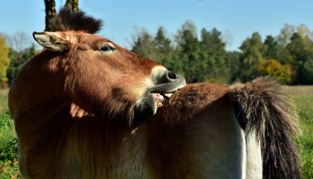 dermite estivale cheval