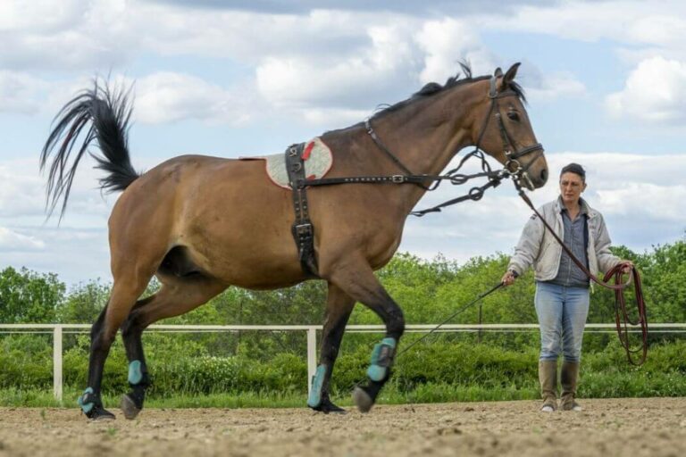 2 Surfaix élastiques Pour Chevaux - Occasion UK - Matériel équitation