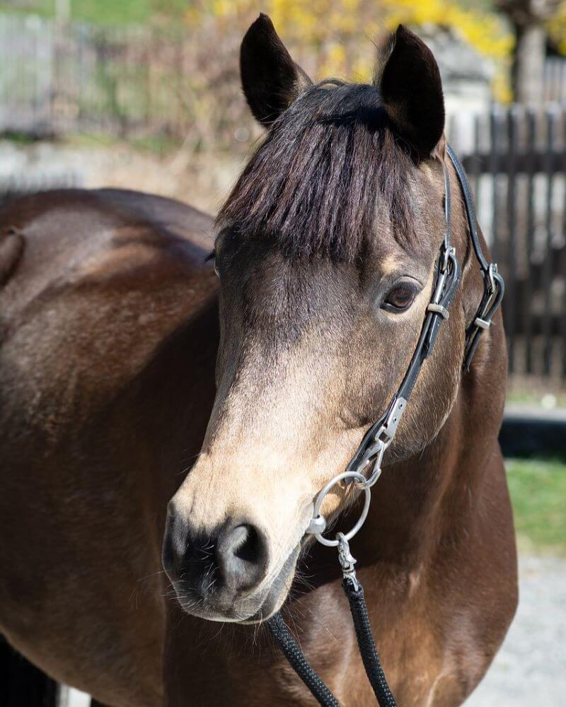 filet sans muserolle cheval