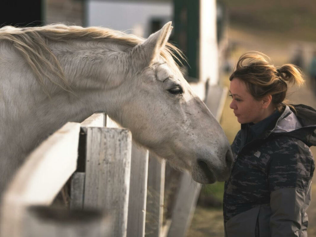 friandises cheval