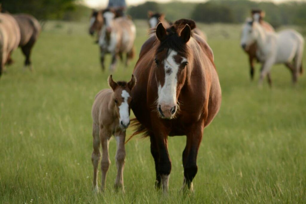 gestation jument