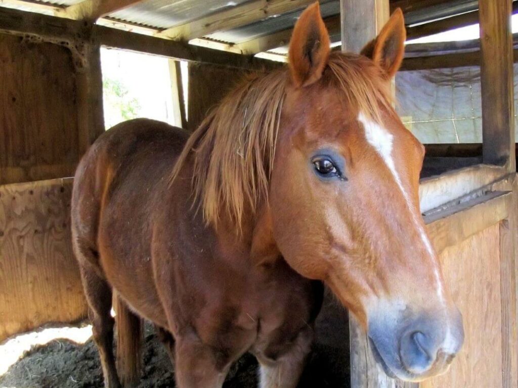 litière boxe cheval