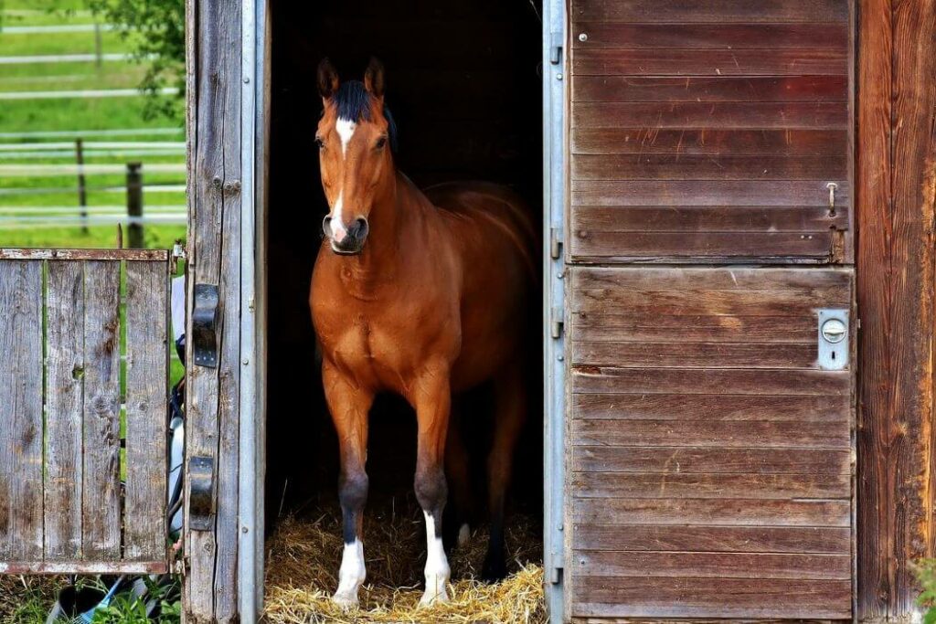 litière cheval paille