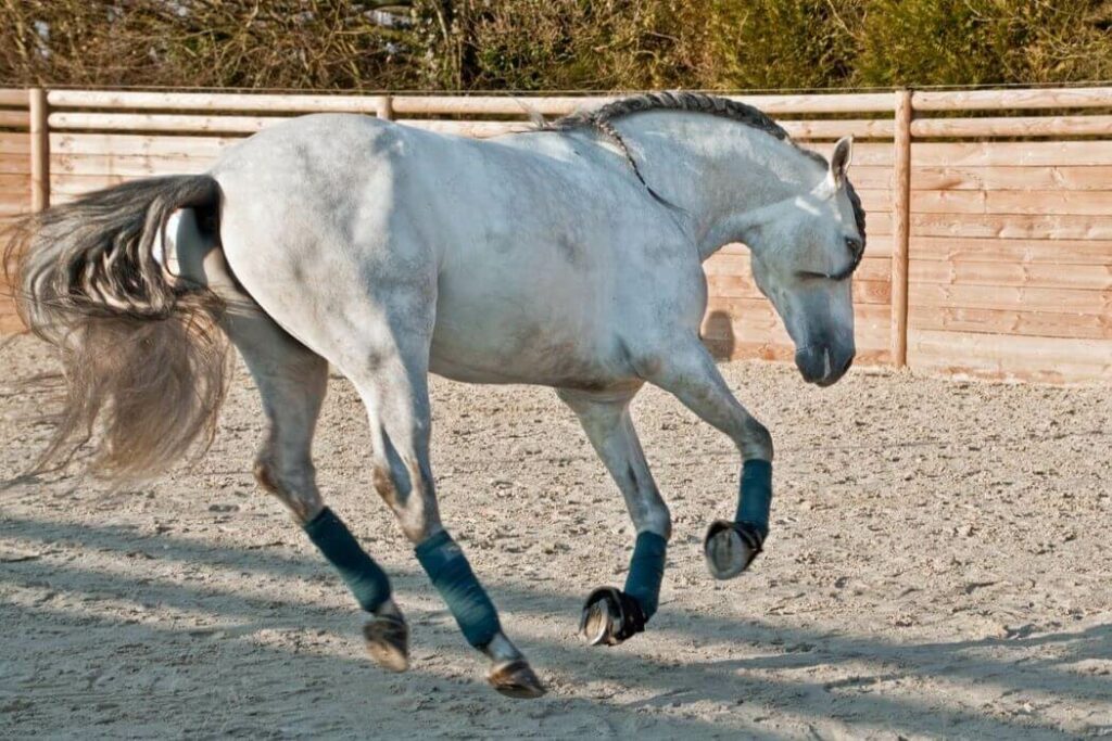 rond d'havrincourt cheval