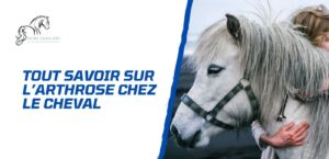 Lire la suite à propos de l’article Comment détecter, traiter et prévenir l’arthrose chez le cheval?