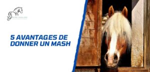 Lire la suite à propos de l’article 5 avantages de donner un mash à son cheval