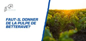 Lire la suite à propos de l’article Faut-il donner de la pulpe de betterave à son cheval?