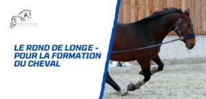 Lire la suite à propos de l’article Le rond de longe – Idéal pour la formation du cheval