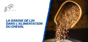 Lire la suite à propos de l’article La graine de lin dans l’alimentation des chevaux