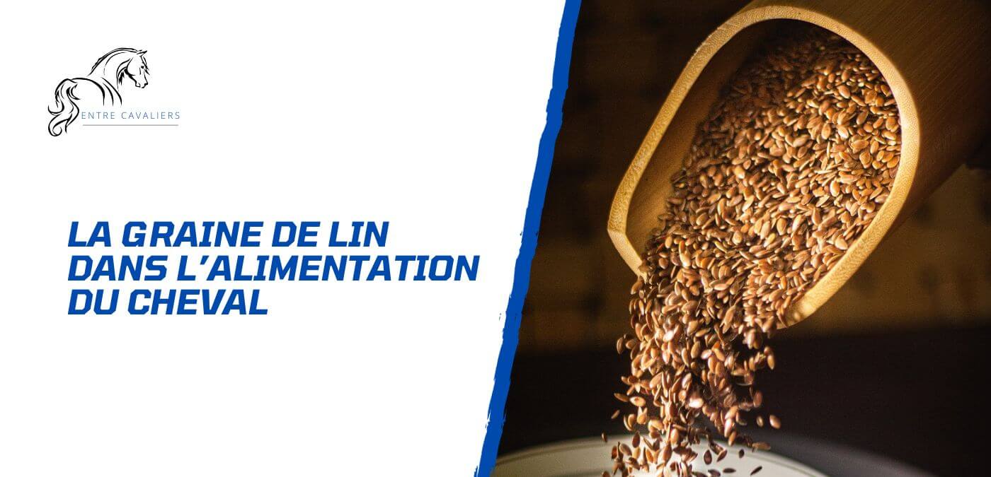 You are currently viewing La graine de lin dans l’alimentation des chevaux