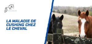 Lire la suite à propos de l’article Comprendre et gérer la maladie de Cushing chez le cheval