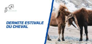 Lire la suite à propos de l’article Tout savoir sur la dermite estivale chez le cheval