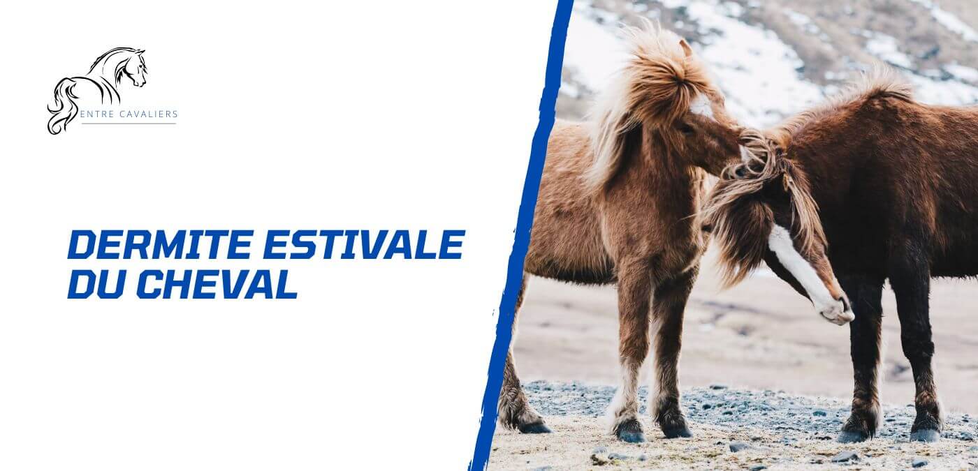 You are currently viewing Tout savoir sur la dermite estivale chez le cheval
