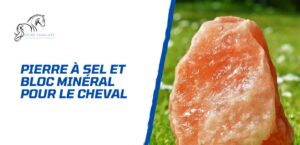 Lire la suite à propos de l’article Pierre à sel et bloc minéral pour le cheval – Comment choisir?