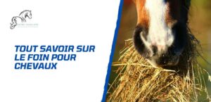 Lire la suite à propos de l’article Tout savoir sur le foin – Indispensable à l’alimentation du cheval