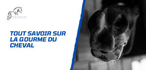 Lire la suite à propos de l’article La gourme du cheval – Comprendre, traiter et prévenir
