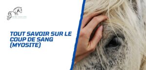 Lire la suite à propos de l’article Tout savoir sur le coup de sang du cheval (la myosite)
