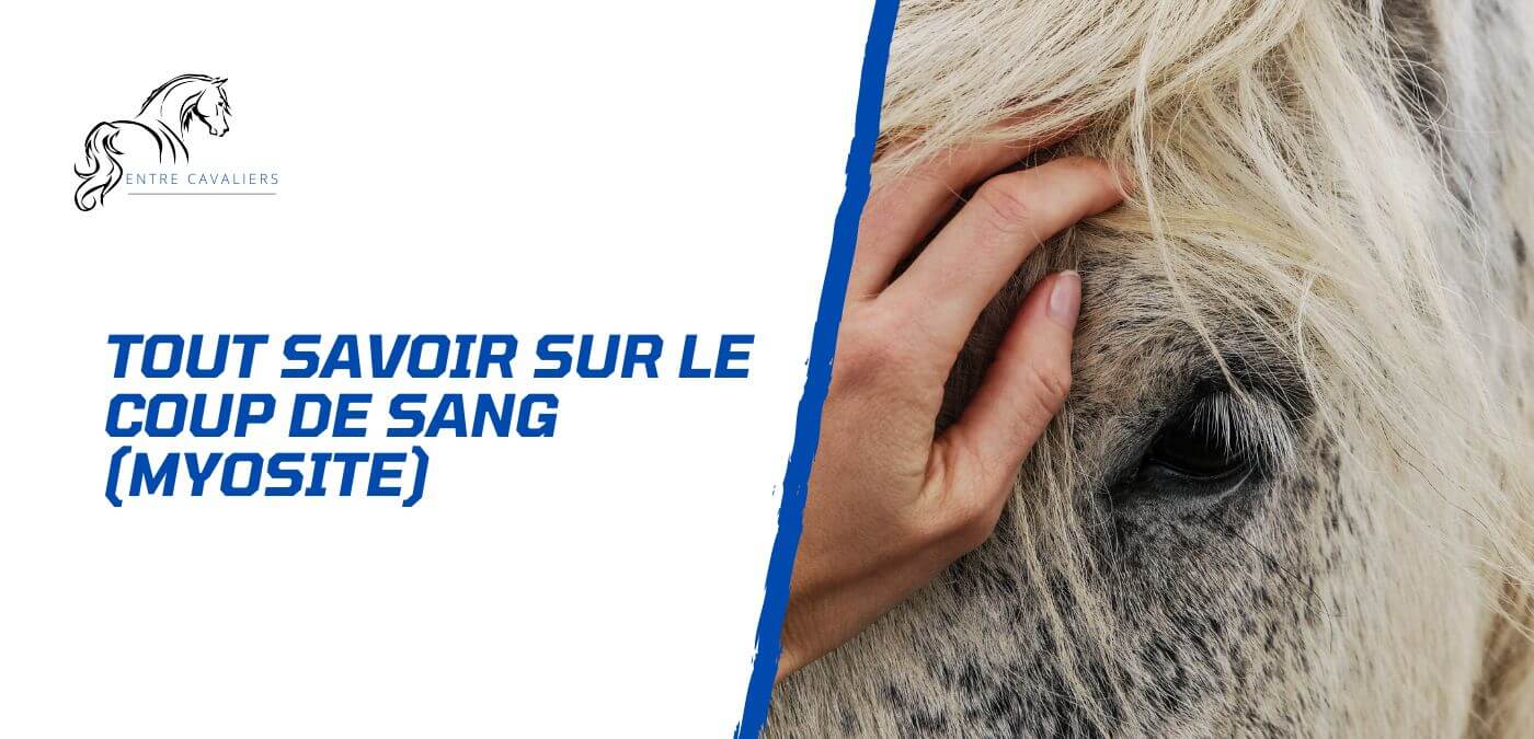 You are currently viewing Tout savoir sur le coup de sang du cheval (la myosite)