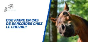 Lire la suite à propos de l’article Que faire en cas de sarcoïdes chez le cheval? Guide détaillé